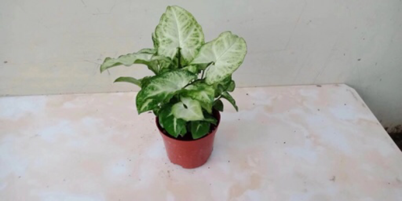 合果芋