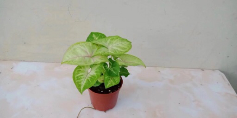 合果芋