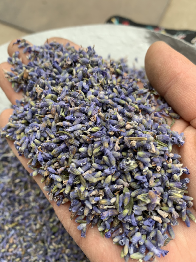 批发各种规格薰衣草