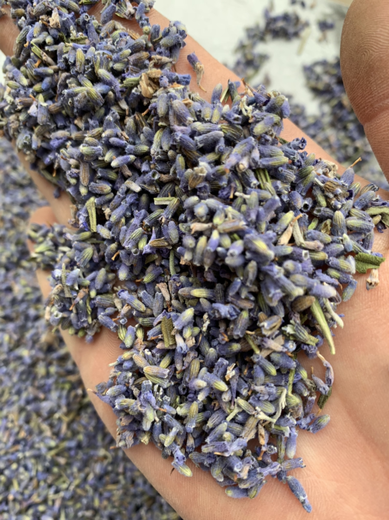 批发各种规格薰衣草