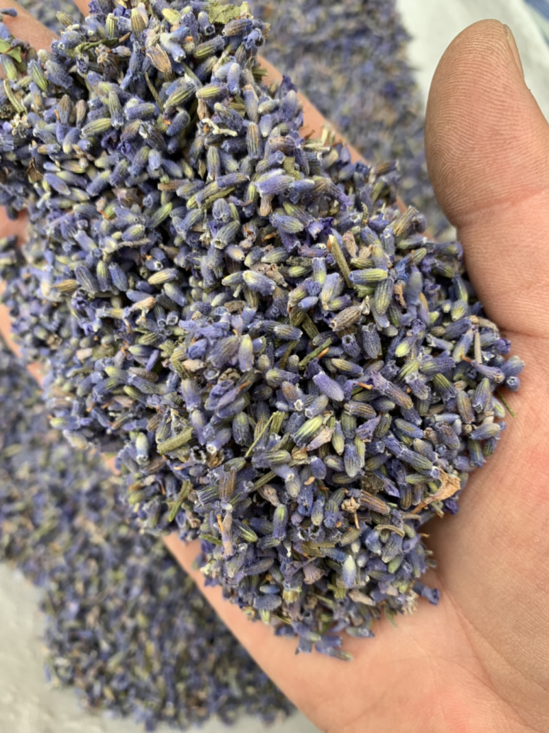 批发各种规格薰衣草