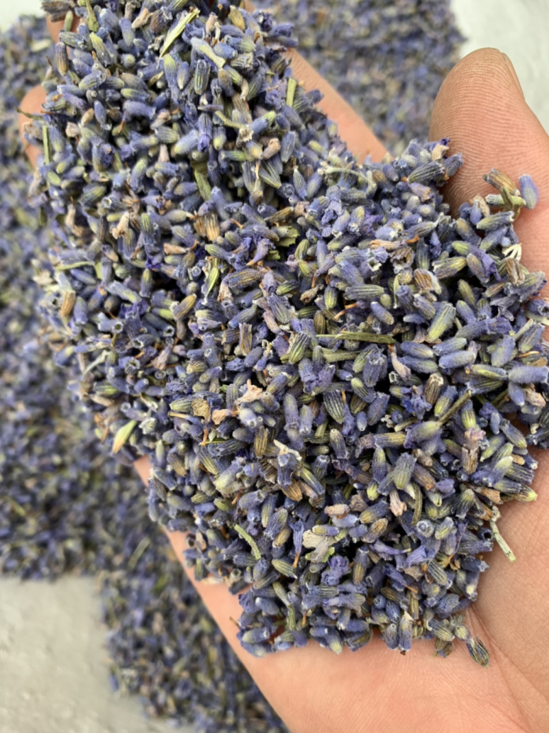 批发各种规格薰衣草