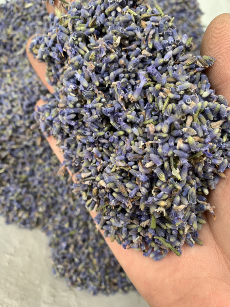 批发各种规格薰衣草