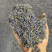 批发各种规格薰衣草