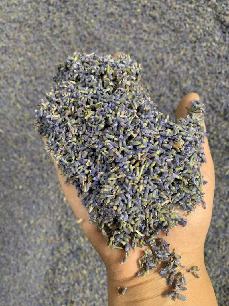 批发各种规格薰衣草