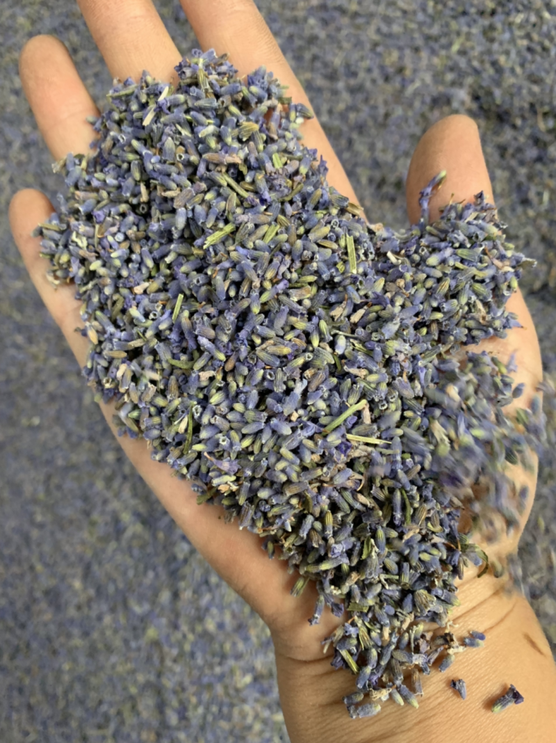批发各种规格薰衣草