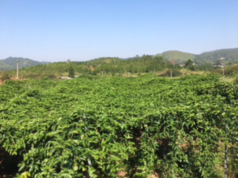 紫色百香果