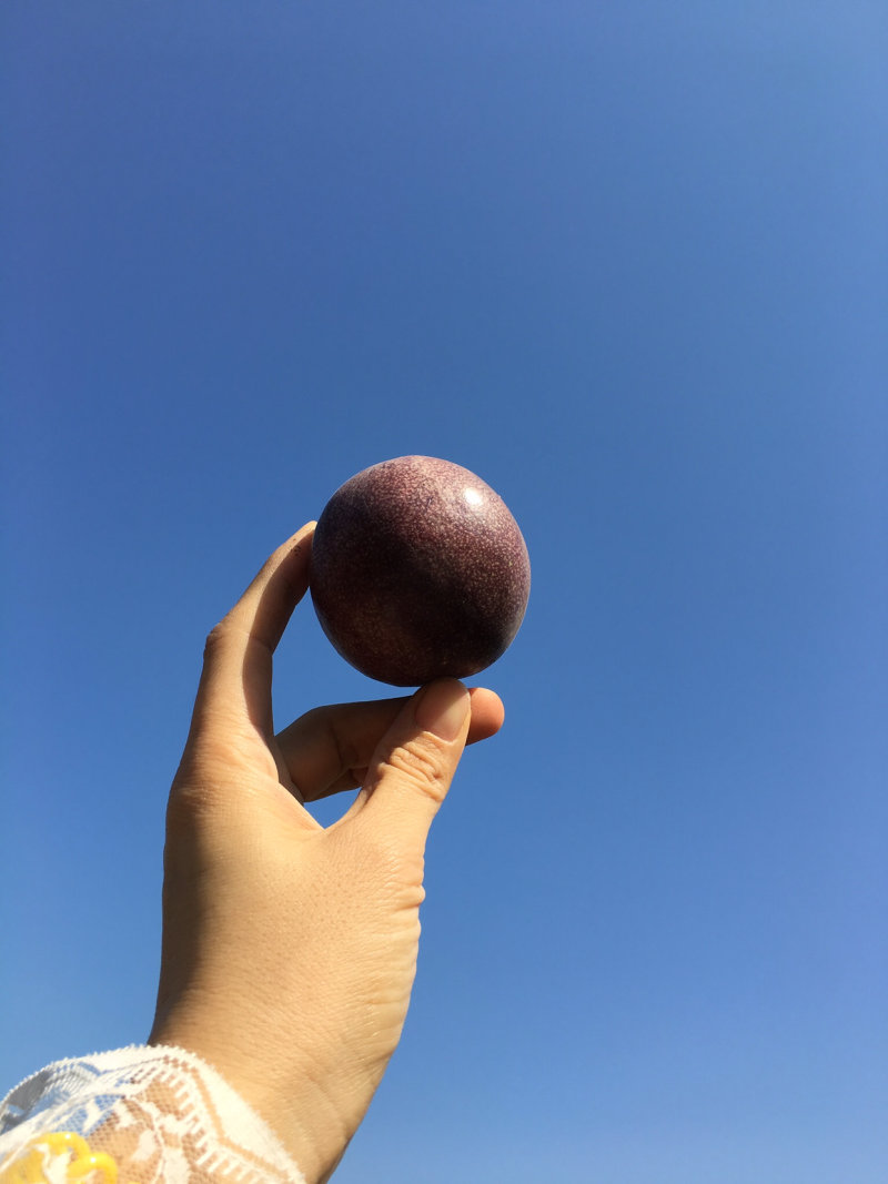 紫色百香果