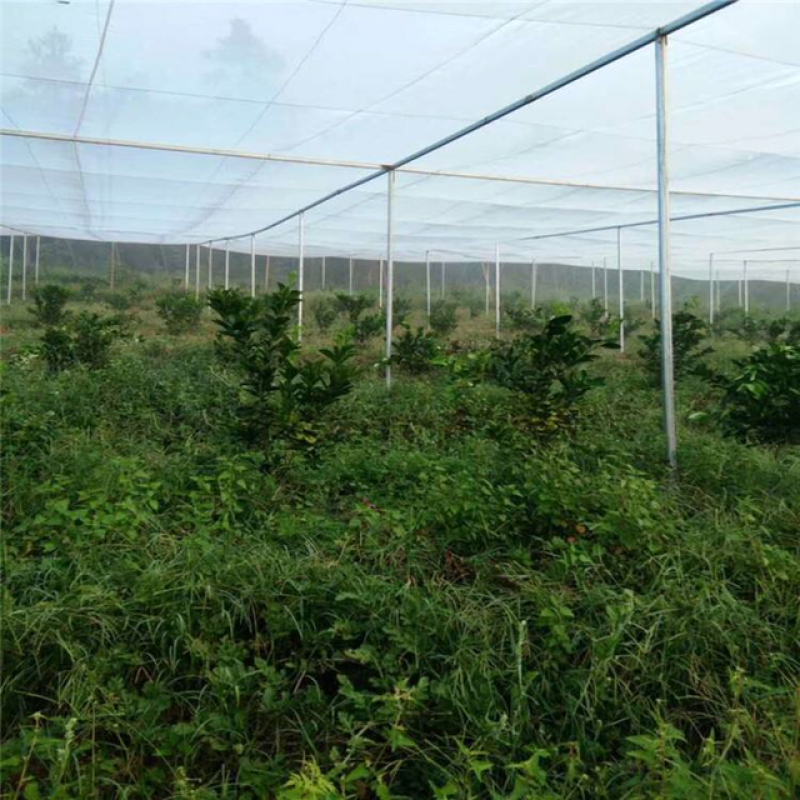 只卖全新料防虫网免费包邮60目质量质保5年以上