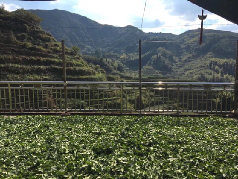 密香七成黄芽金骏眉厂家直销批发