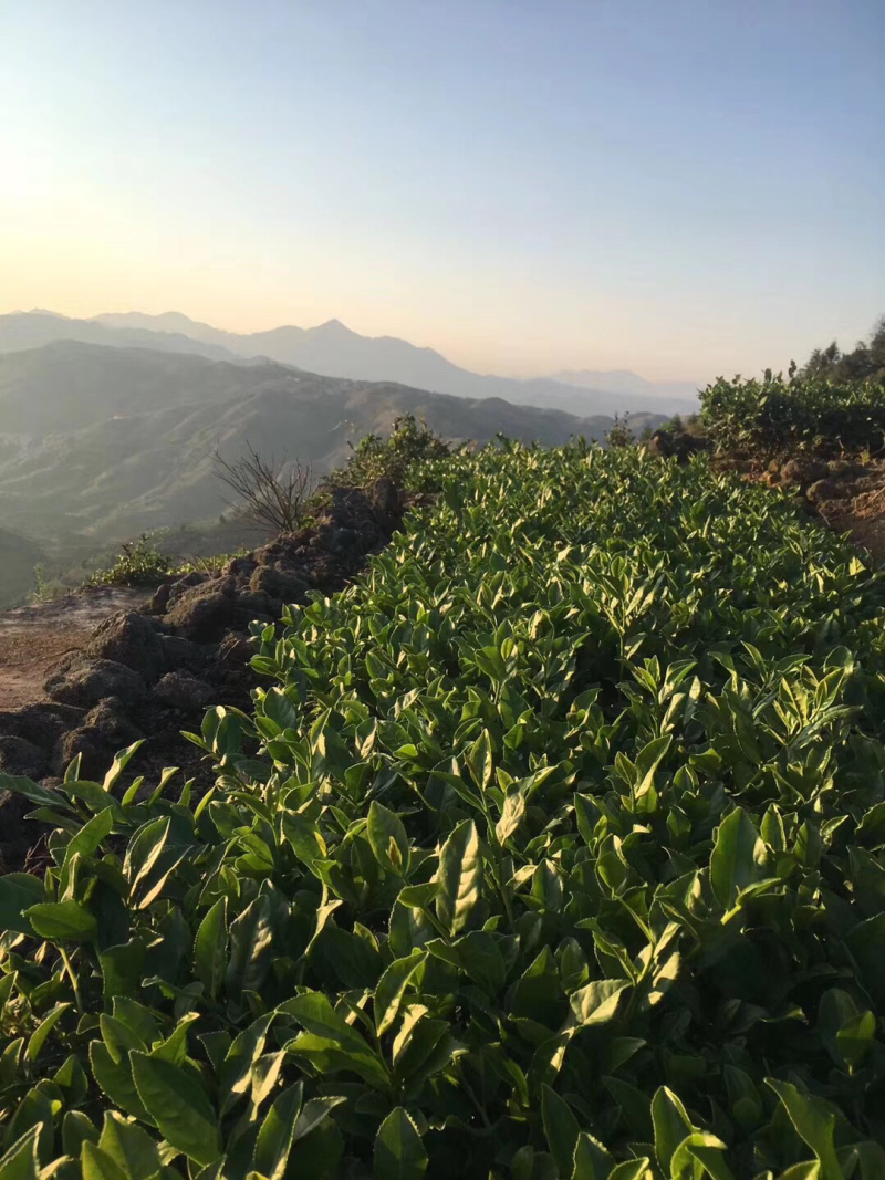 密香七成黄芽金骏眉厂家直销批发