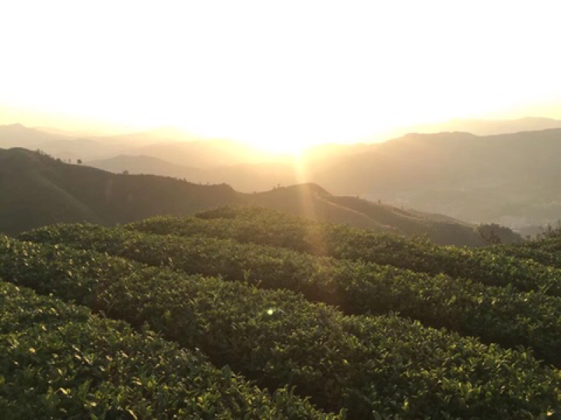 桐木关桂圆香金骏眉红茶