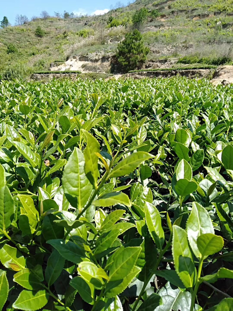 桐木关桂圆香金骏眉红茶