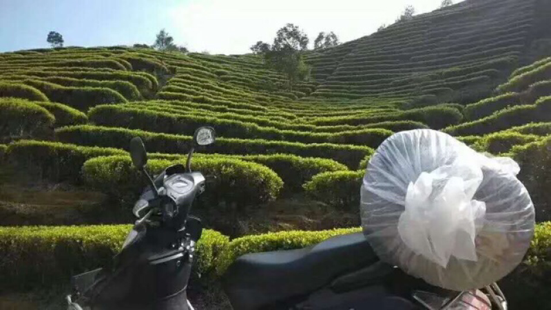 桐木关全黄单芽金骏眉