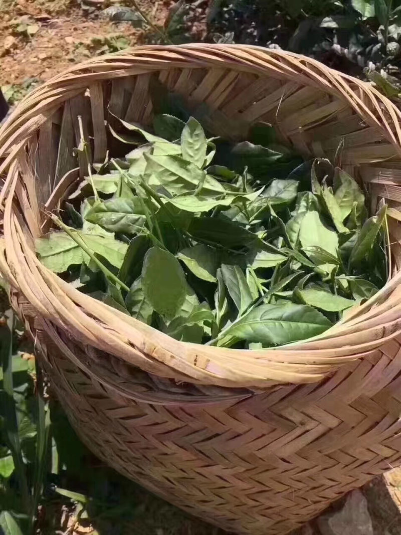 手工花果香金骏眉厂家直销批发