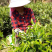 手工明前小菜茶金骏眉