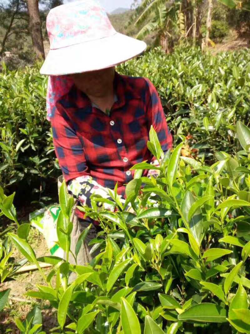 手工明前小菜茶金骏眉