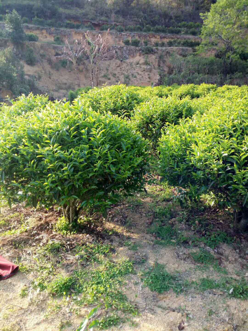 手工明前小菜茶金骏眉