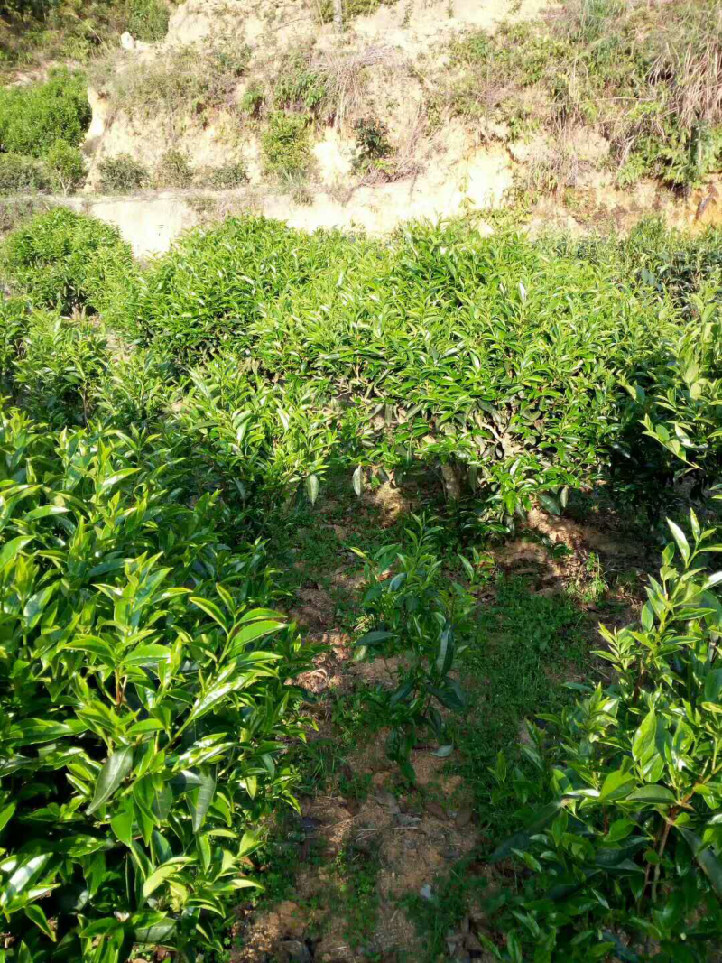 手工明前小菜茶金骏眉