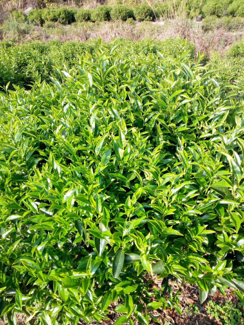 手工明前小菜茶金骏眉