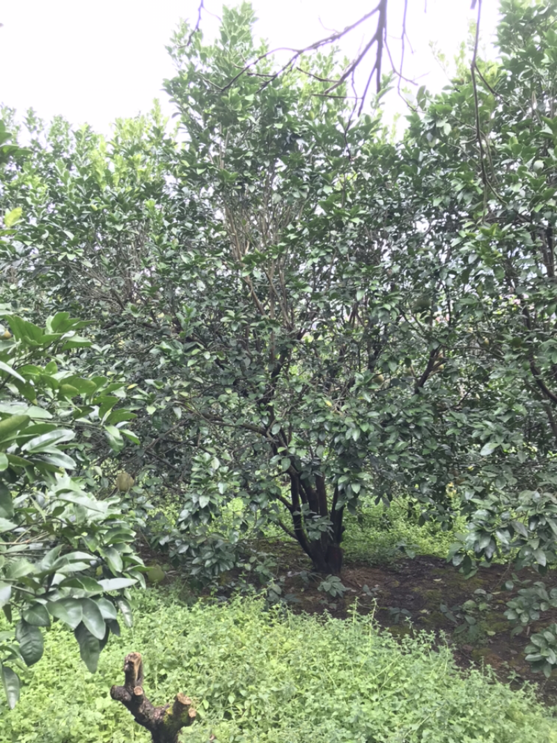 香泡树（柚子树）6米靓货