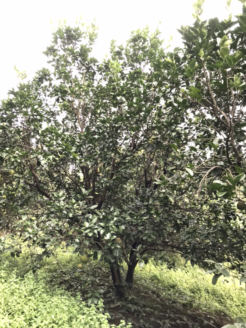 香泡树（柚子树）6米靓货