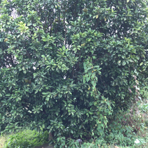 香泡树（柚子树）6米靓货