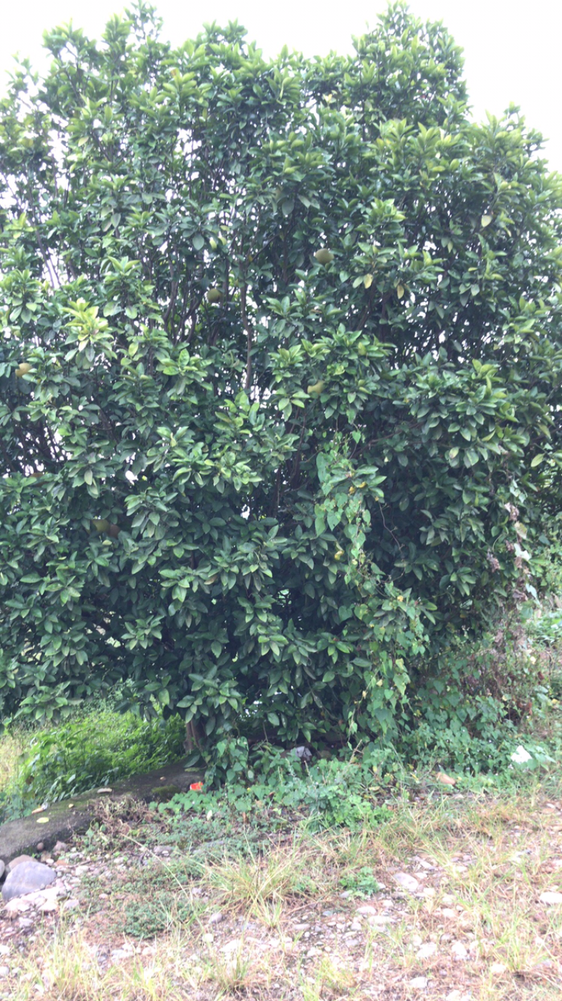 香泡树（柚子树）6米靓货