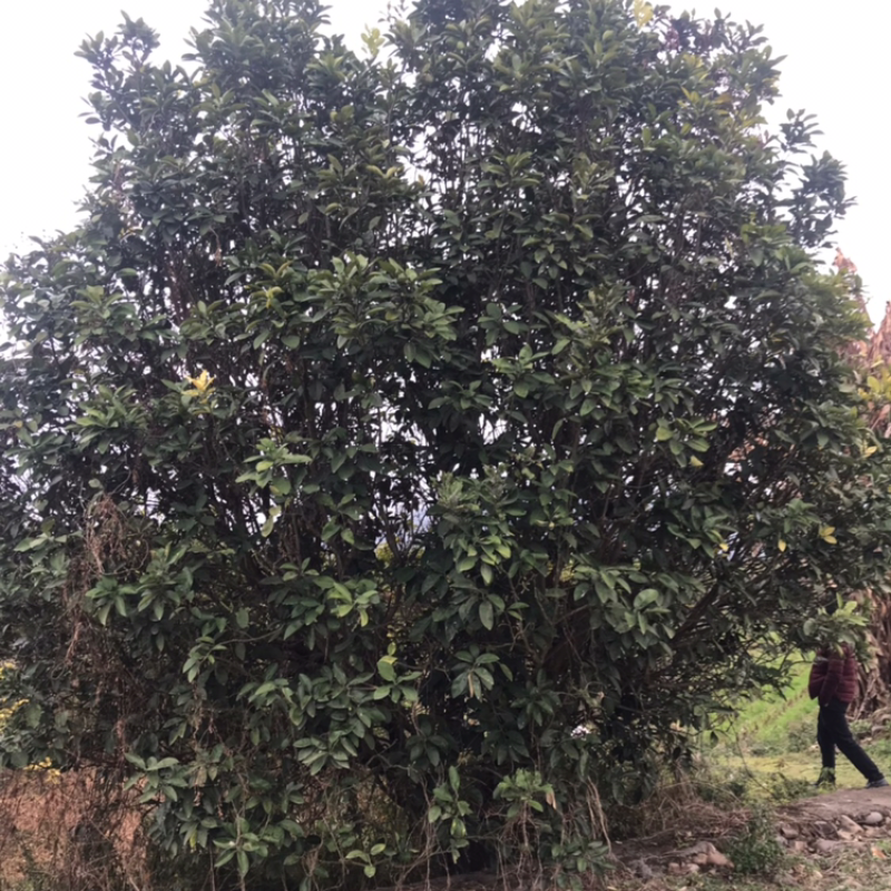 香泡树（柚子树）6米靓货