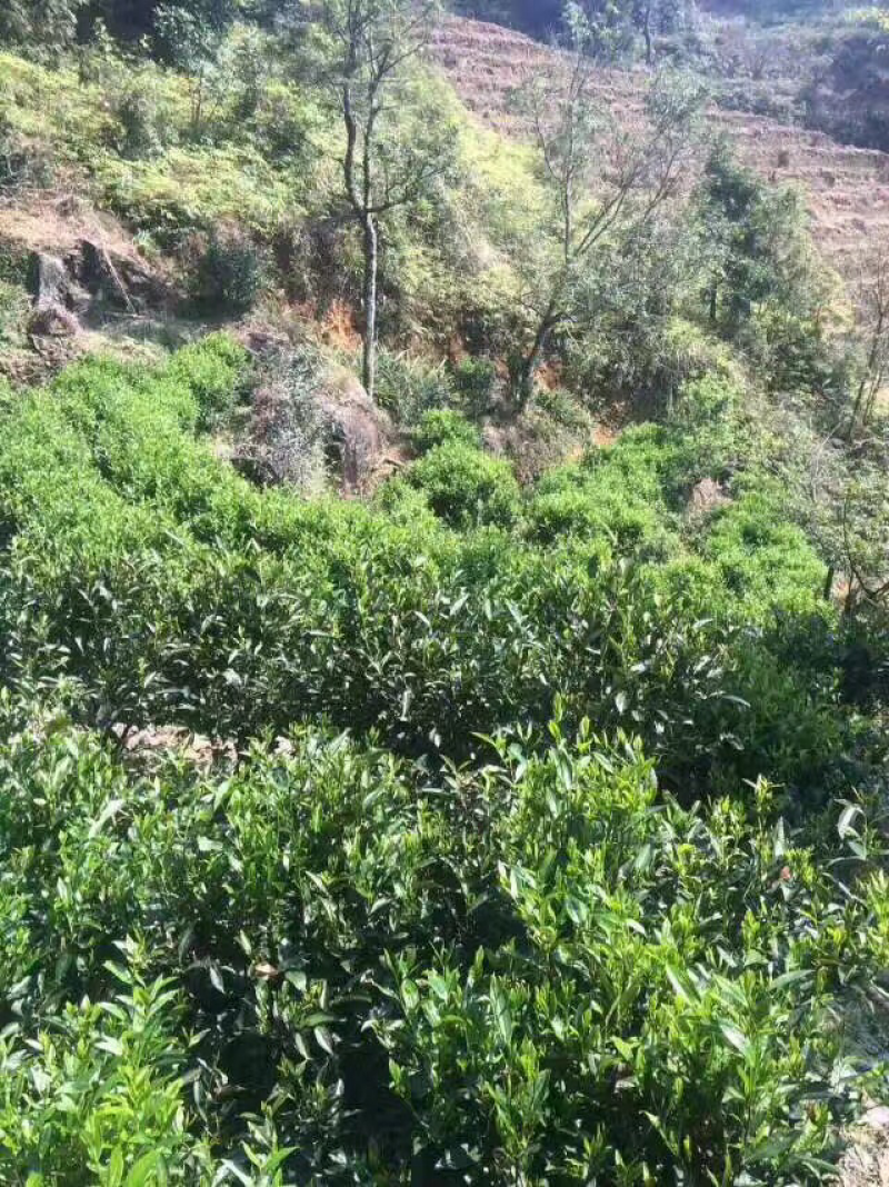 手工花果香桐木关金骏眉
