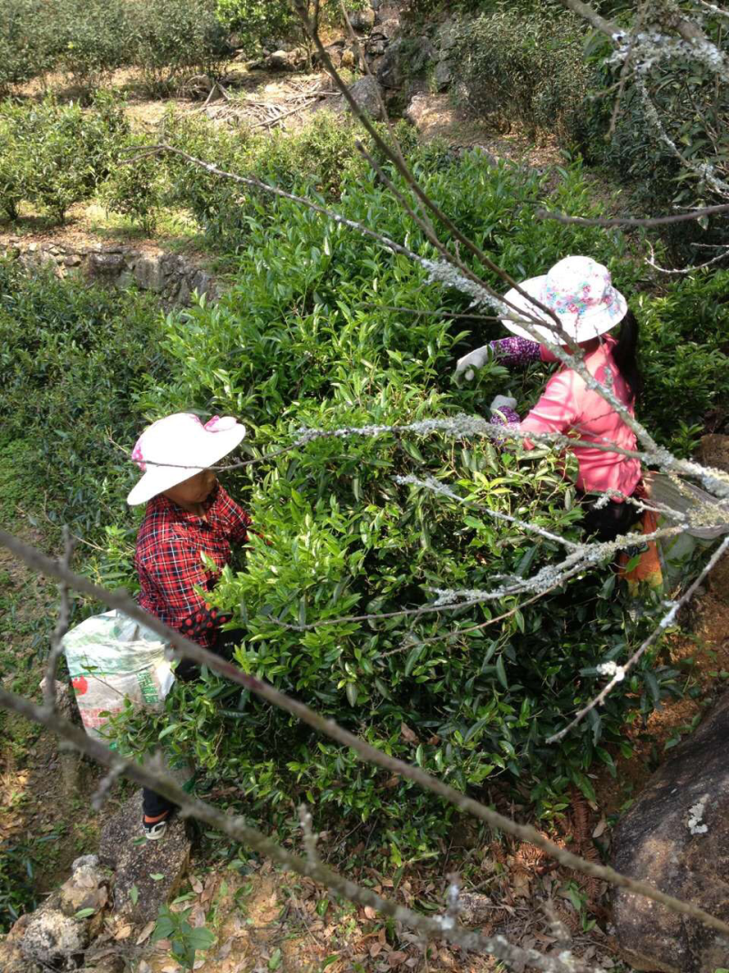 手工花果香桐木关金骏眉