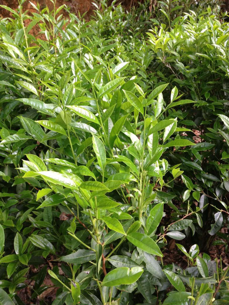 手工花果香桐木关金骏眉