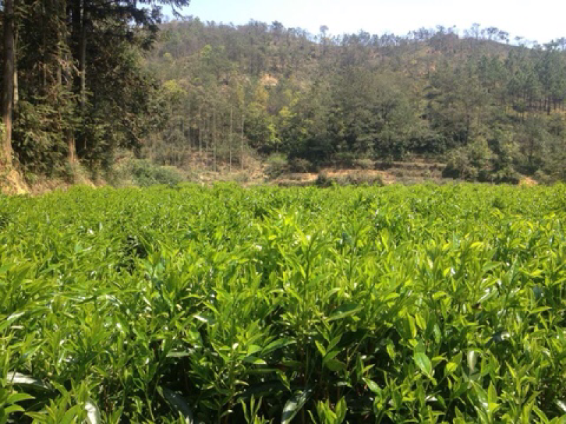 手工花香野茶金骏眉