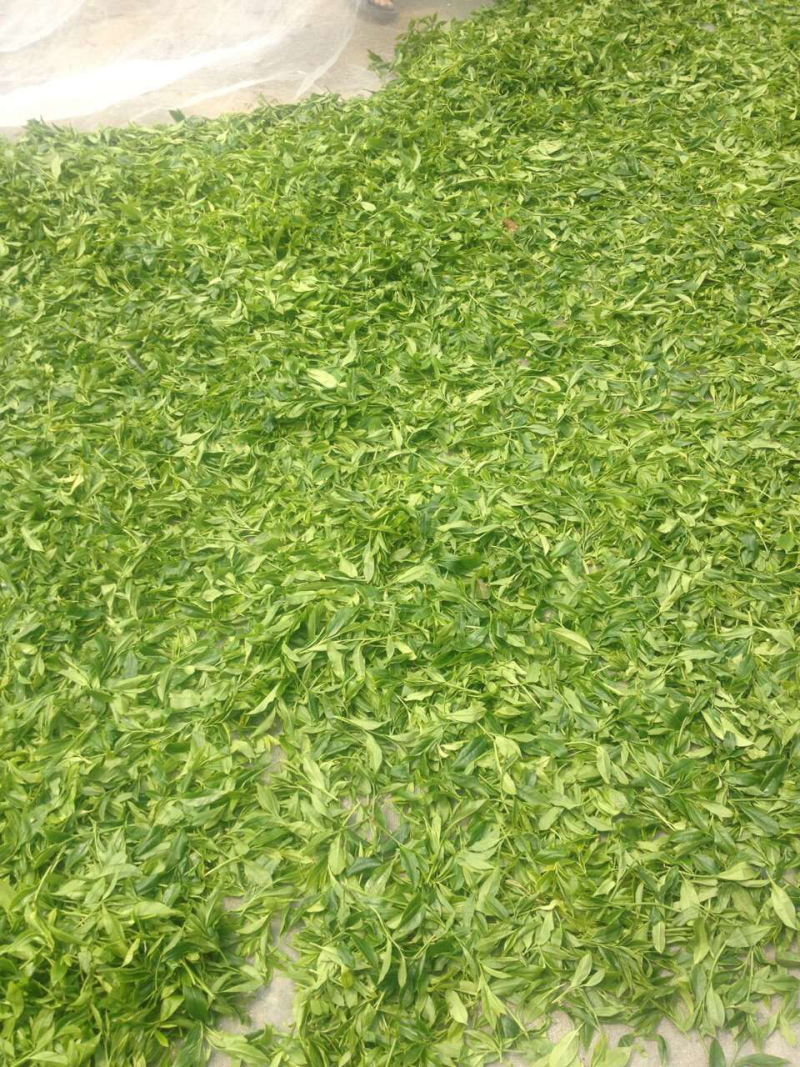 手工花香野茶金骏眉