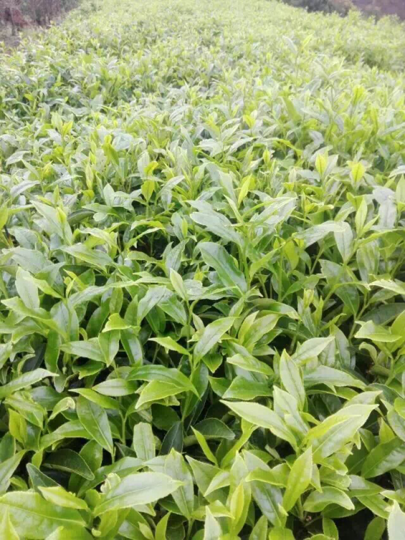 桐木关高山手工奇兰金骏眉