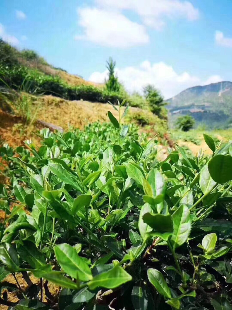 浓香桐木关金骏眉红茶