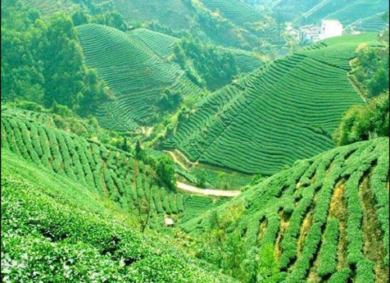 高山桐木关黄金桂金骏眉