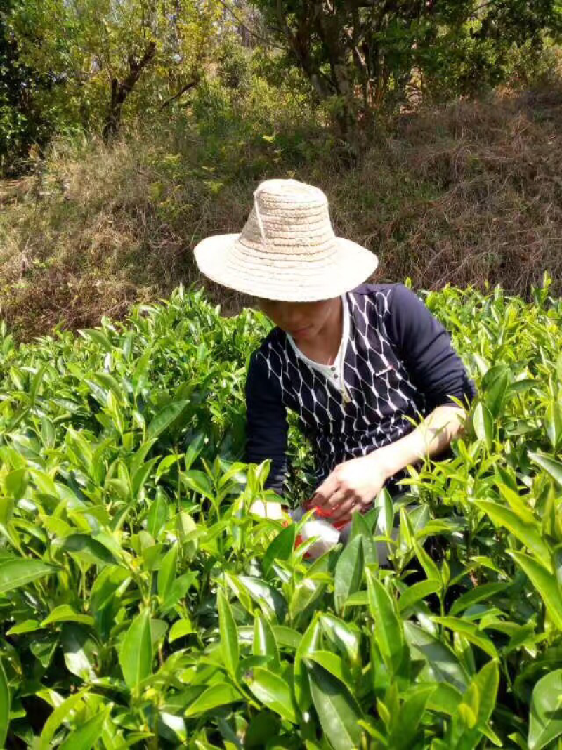 高山桐木关黄金桂金骏眉