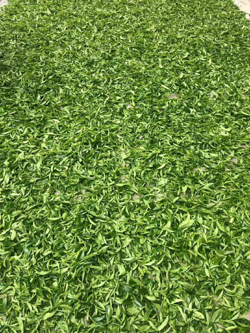 高山桐木关黄金桂金骏眉