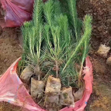黑松苗两年生黑松营养袋苗