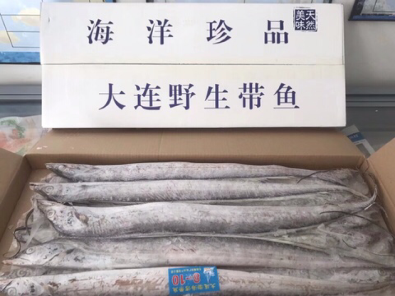 野生刀鱼