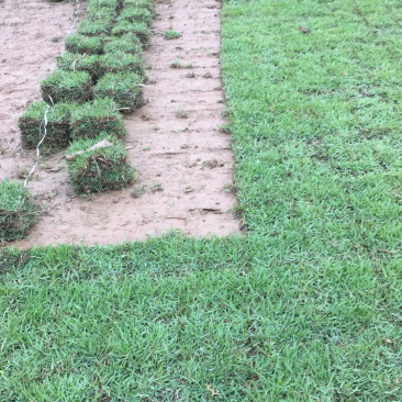 兰引3号草