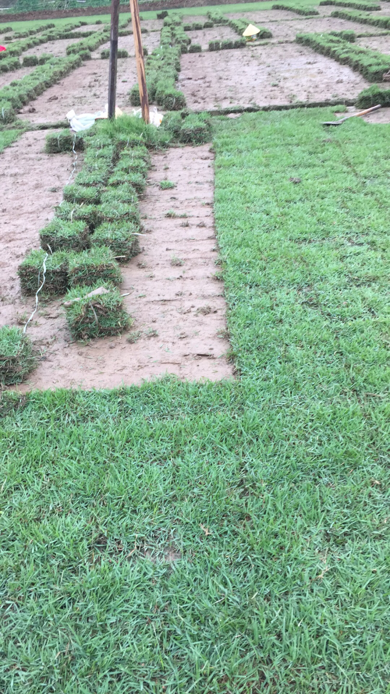 兰引3号草