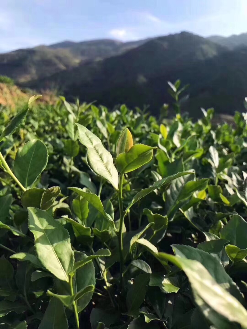 桂皮肉桂