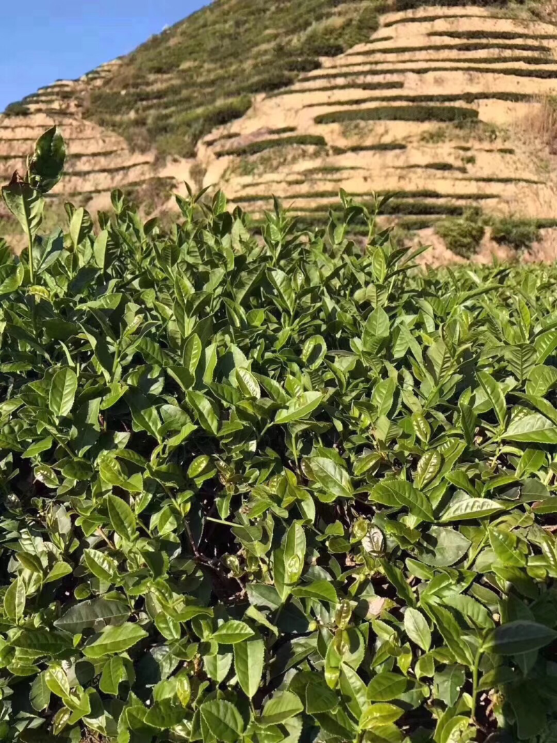 桂皮肉桂