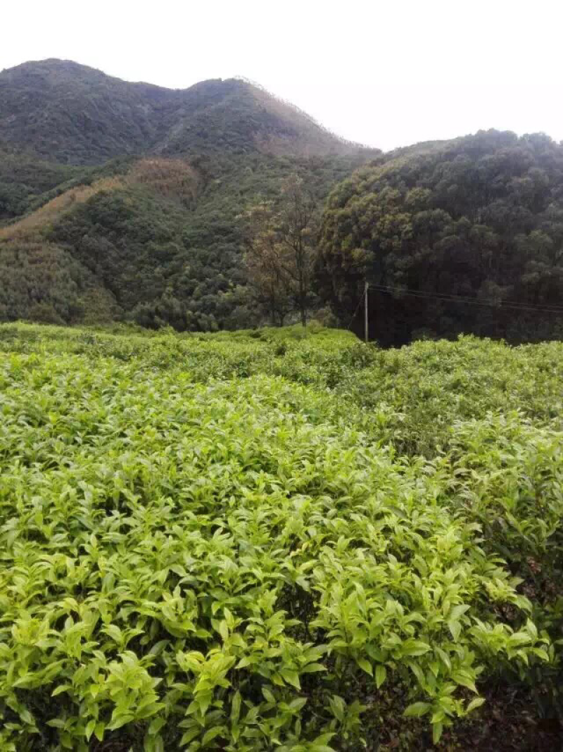 花香大红袍