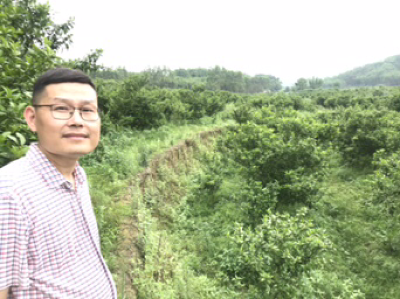沙糖桔，生态沙糖桔，200元认种桔子树