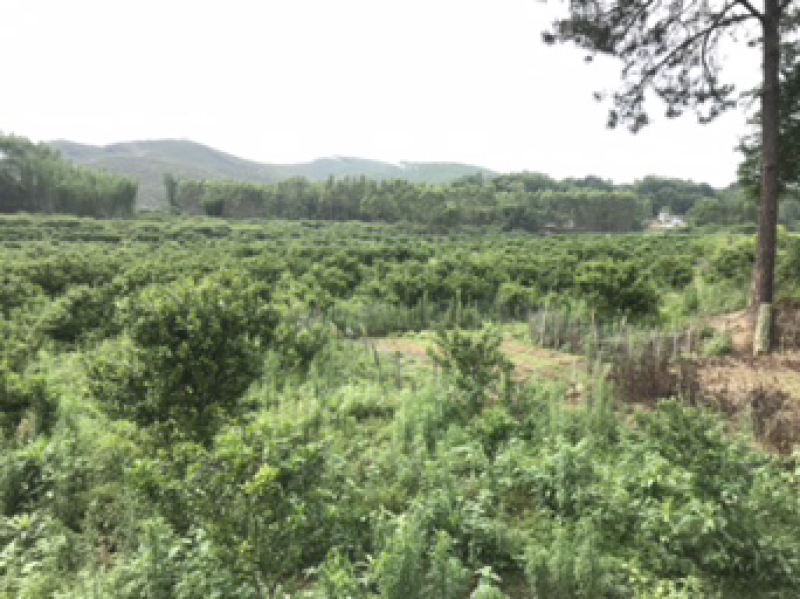 沙糖桔，生态沙糖桔，200元认种桔子树