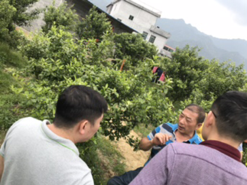 沙糖桔，生态沙糖桔，200元认种桔子树