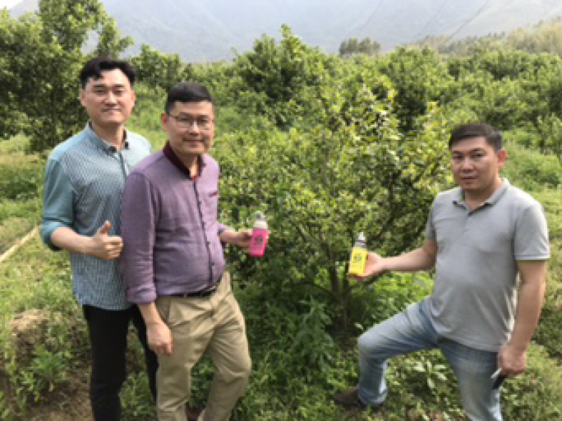 沙糖桔，生态沙糖桔，200元认种桔子树